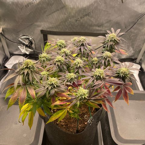 sunset paradise x2 growlog photo: #2