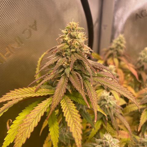 blueberry muffin  growlog timeline photo