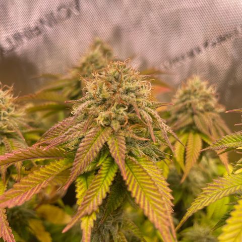 hella jelly x3 growlog photo: #3