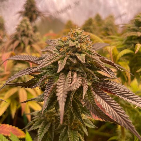 sunset paradise x2 growlog photo: #2