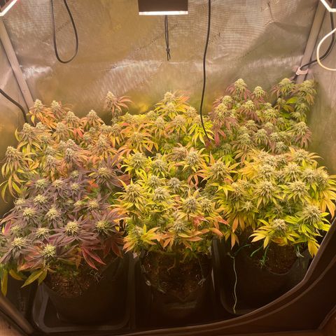 sunset paradise x2 growlog timeline photo