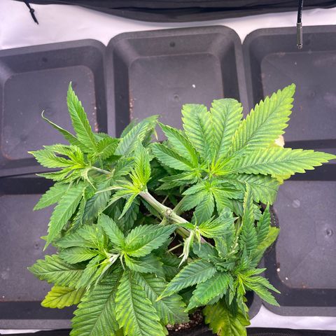glueberry og growlog photo: #1