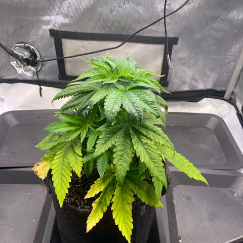glueberry og growlog photo: #2