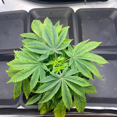mon cherry growlog photo: #1