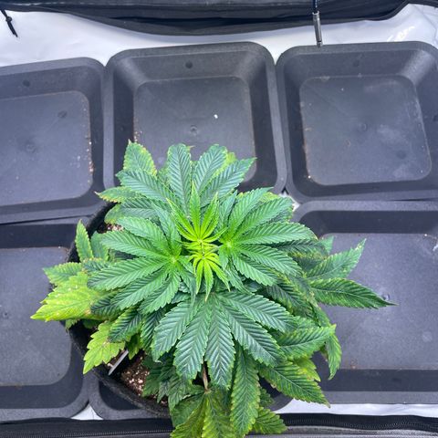 mon cherry growlog photo: #2