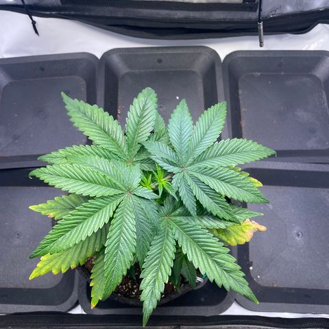 blue zushi growlog photo: #1