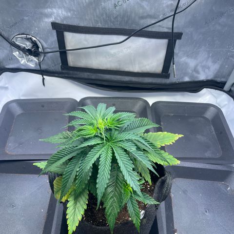 blue zushi growlog photo: #2