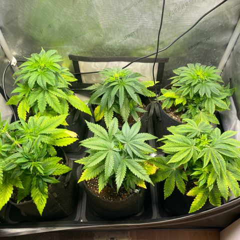 blue zushi growlog timeline photo