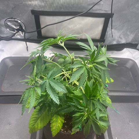 glueberry og growlog photo: #1
