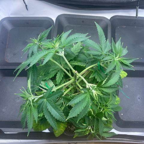 glueberry og growlog photo: #1