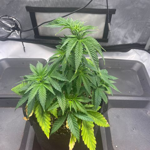 glueberry og growlog photo: #2
