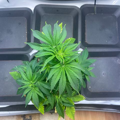 glueberry og growlog photo: #2
