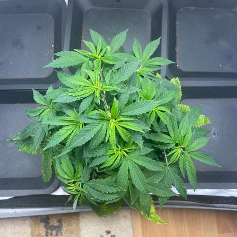 mon cherry growlog photo: #1