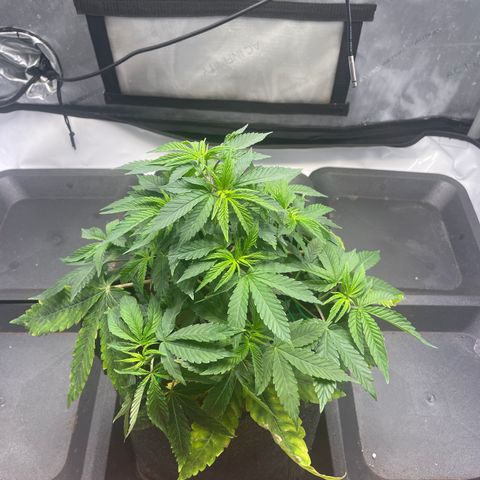 mon cherry growlog photo: #1