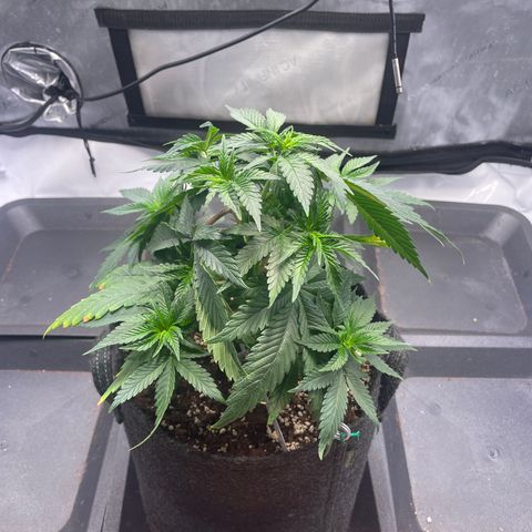 blue zushi growlog photo: #1