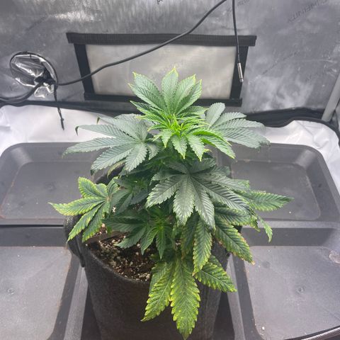 mon cherry growlog photo: #2