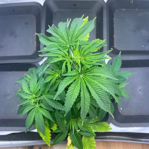 blue zushi growlog photo: #2