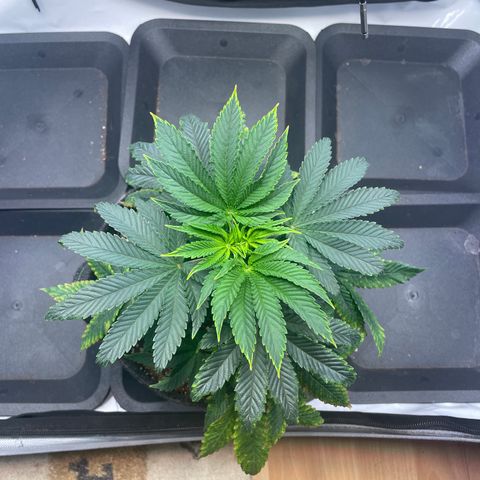mon cherry growlog photo: #2