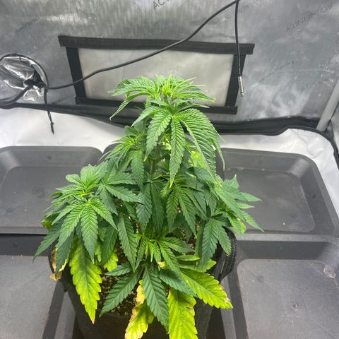 blue zushi growlog photo: #2