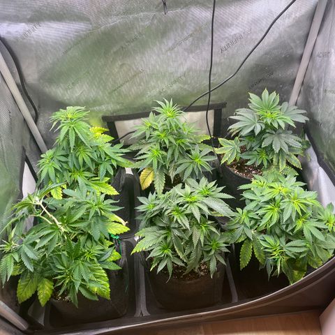 mon cherry growlog timeline photo