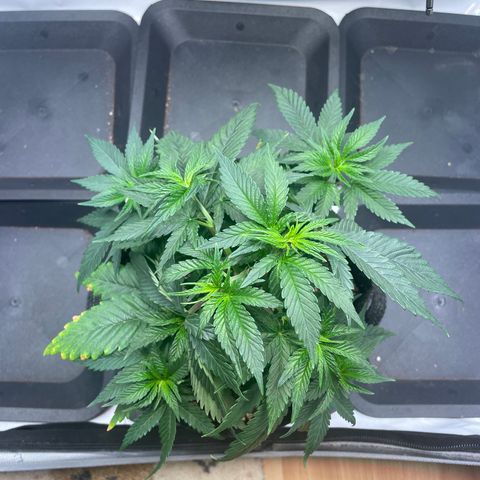 blue zushi growlog photo: #1