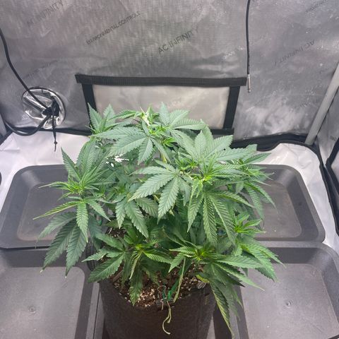glueberry og growlog photo: #1