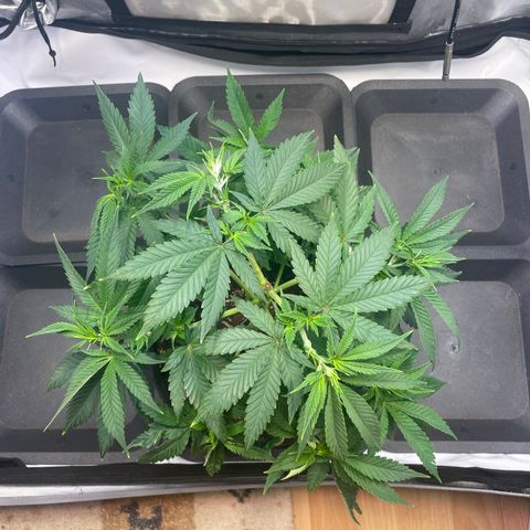 glueberry og growlog photo: #1