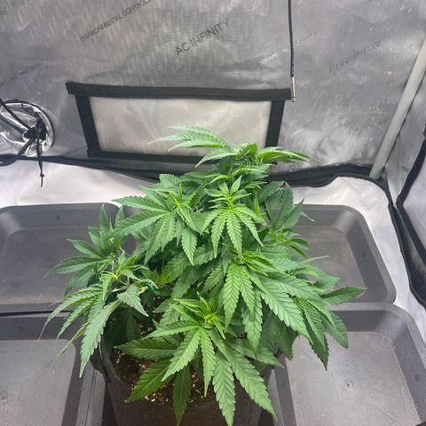 glueberry og growlog photo: #2