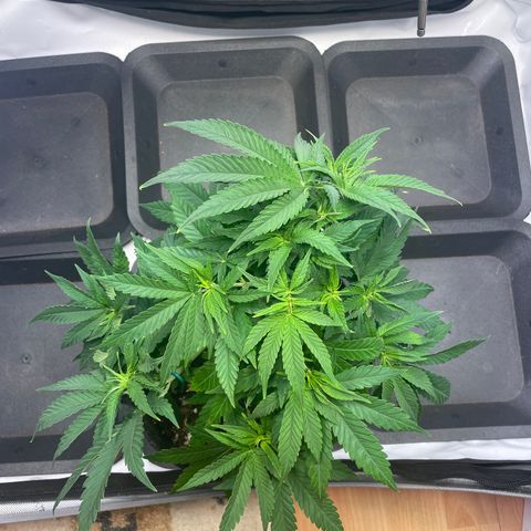 glueberry og growlog photo: #2