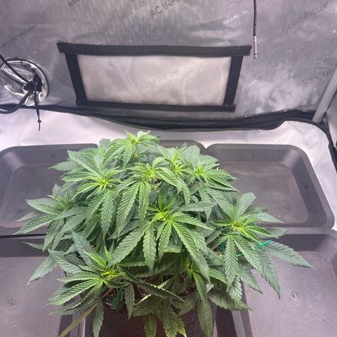 mon cherry growlog photo: #1