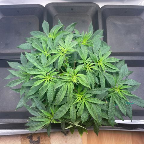 mon cherry growlog photo: #1