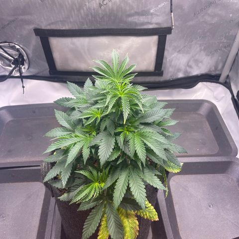 mon cherry growlog photo: #2