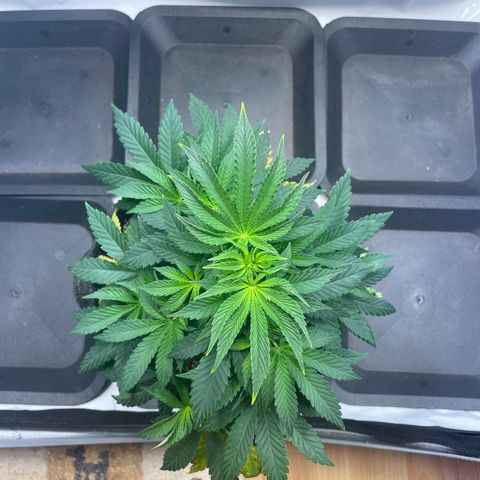 mon cherry growlog photo: #2
