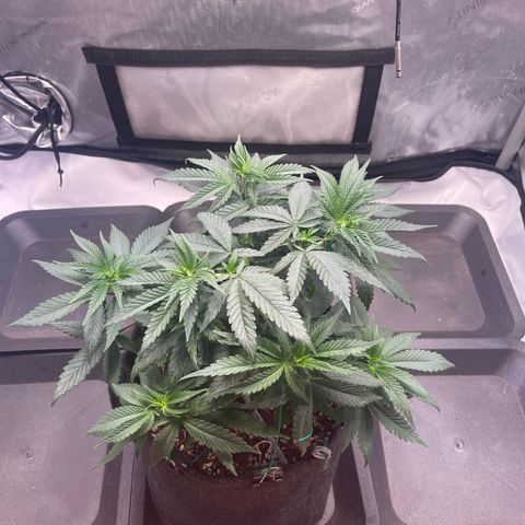 blue zushi growlog photo: #1