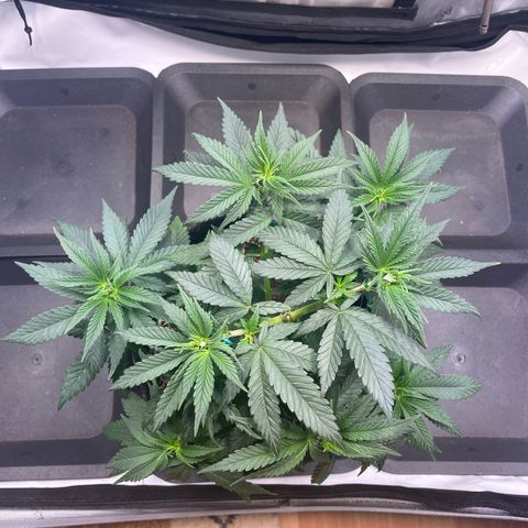 blue zushi growlog photo: #1