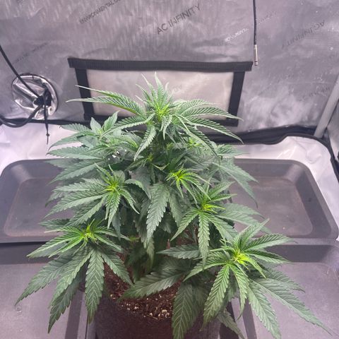 blue zushi growlog photo: #2