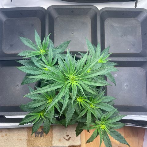 blue zushi growlog photo: #2