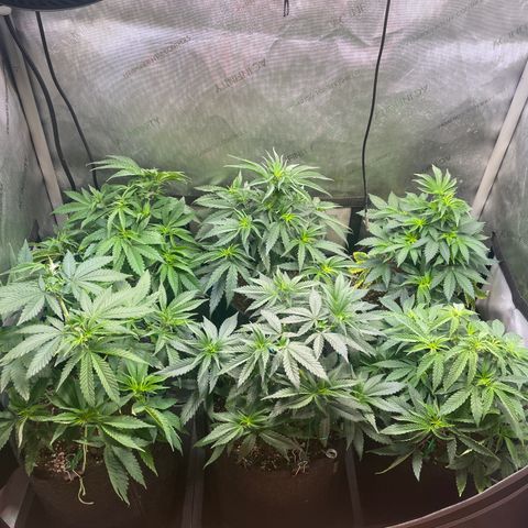 mon cherry growlog timeline photo