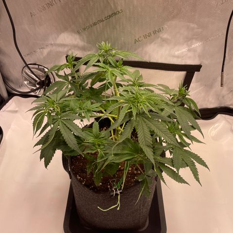 glueberry og growlog photo: #1