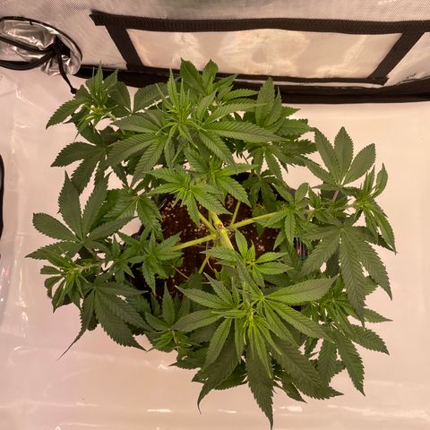 glueberry og growlog photo: #1