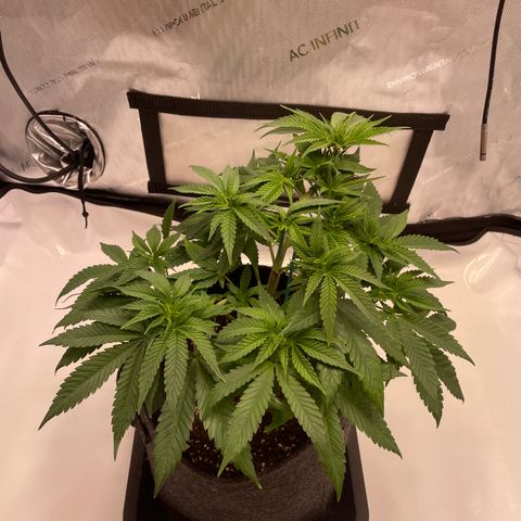 glueberry og growlog photo: #2