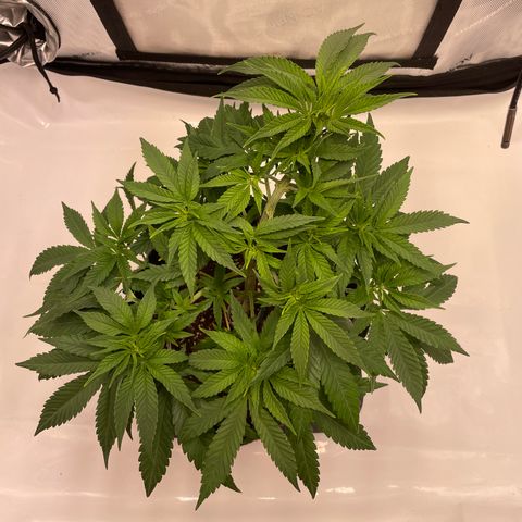 glueberry og growlog photo: #2