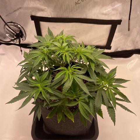 mon cherry growlog photo: #1
