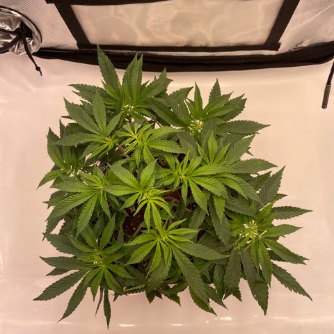 mon cherry growlog photo: #1
