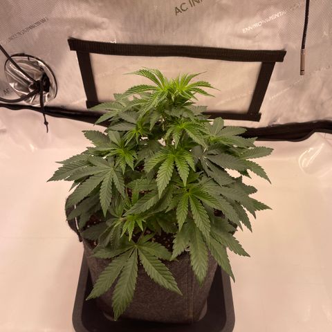 mon cherry growlog photo: #2