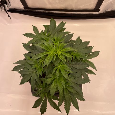 mon cherry growlog photo: #2