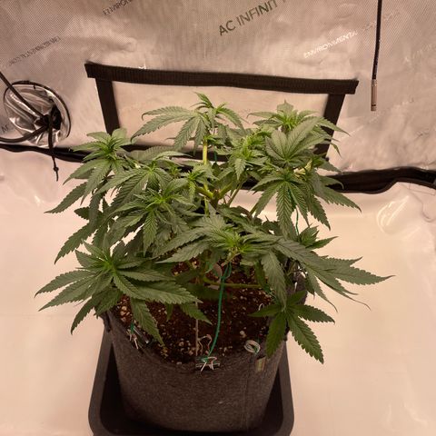 blue zushi growlog photo: #1