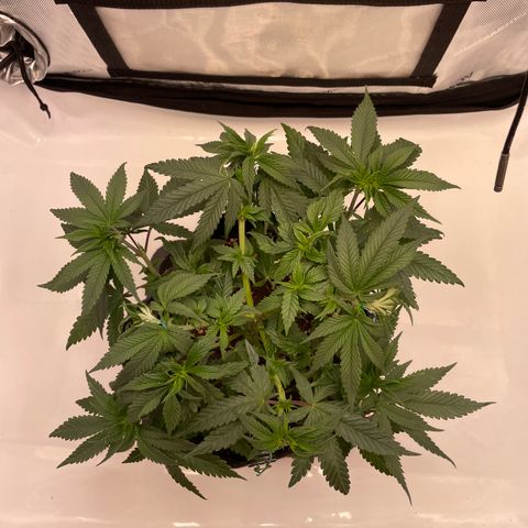 blue zushi growlog photo: #1