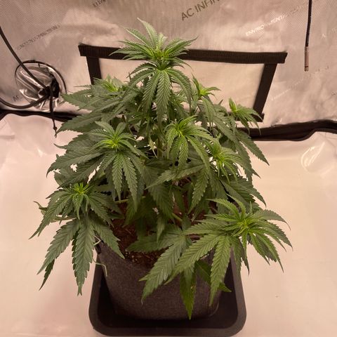 blue zushi growlog photo: #2