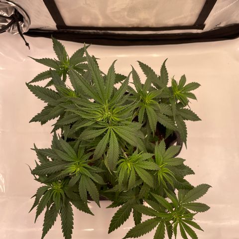 blue zushi growlog photo: #2